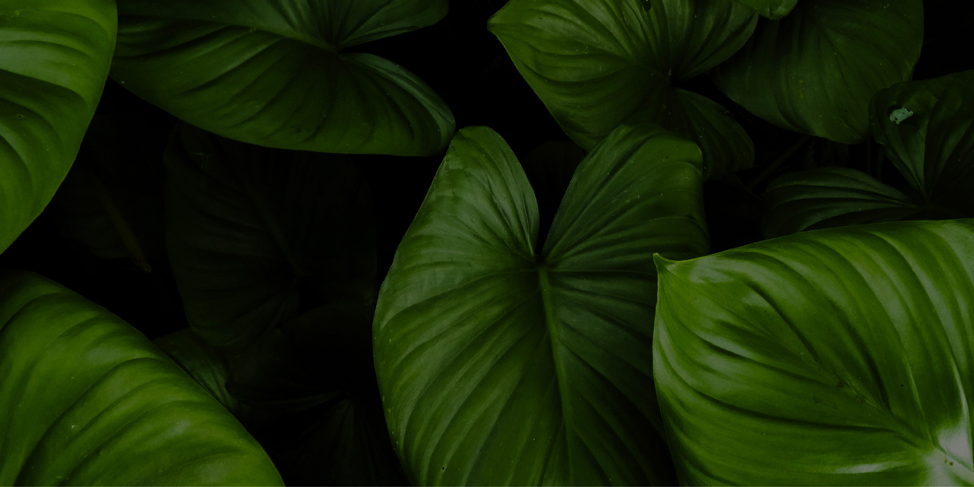 Sustainability